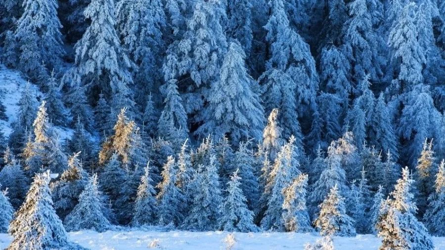 寒冬,观雪中松_松树