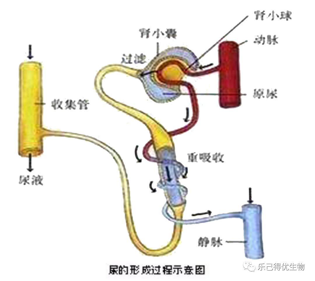 ①肾小球的过滤作用→形成原尿;(原尿和血浆相比:原尿中无大分子蛋白