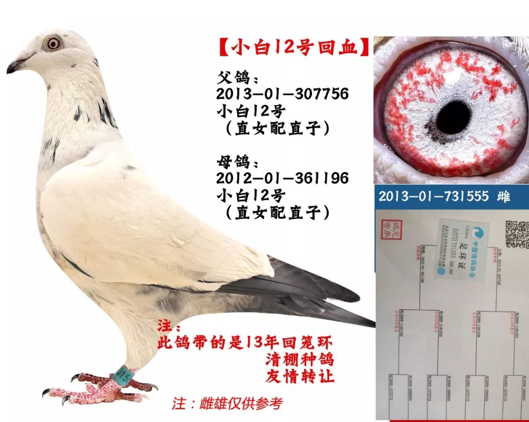 【赛鸽出售】北京全市连翔高位鸽,林波尔,卡普68名,等