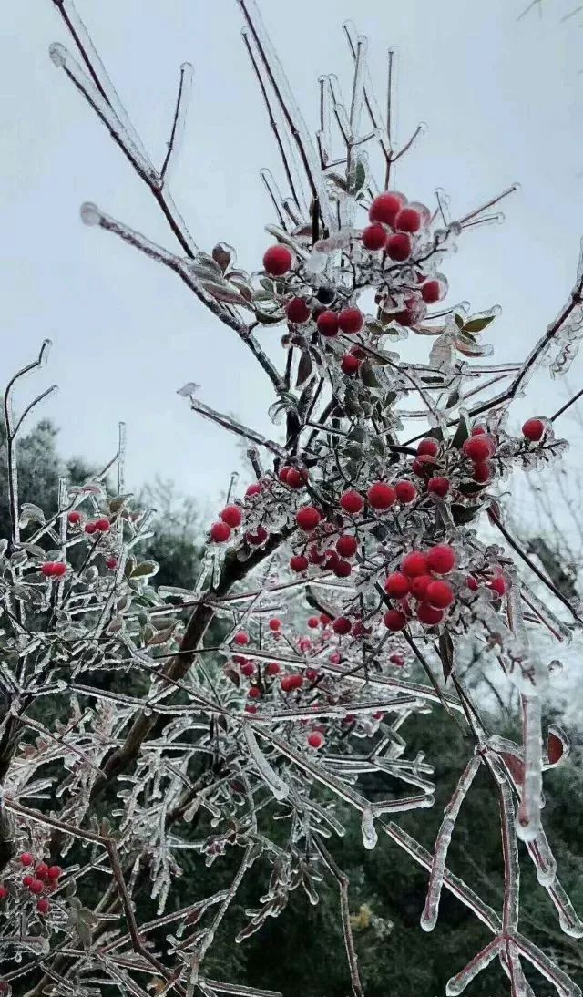 凌冬童趣吐露出几处绝美的芬芳……迎风斗雪唯这冰冻的美景山上众生皆