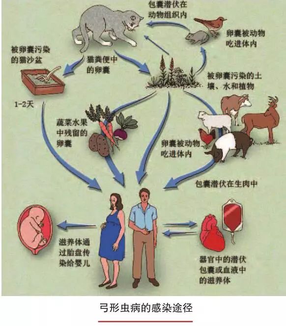 弓形虫是怎样影响我们的