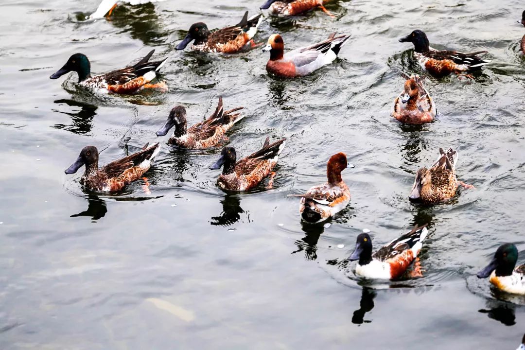 a large population of wild ducks are seen at shenzhen bay park.