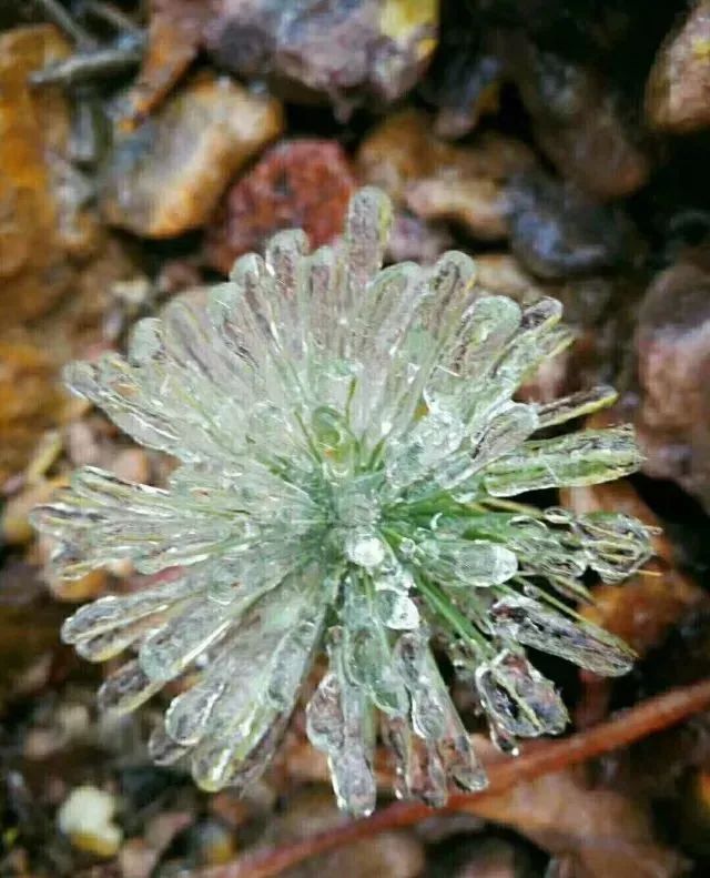 西安年·最中国 | 这个时节的秦岭,千树万树"冰花"开