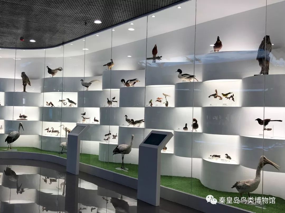 二级保护鸟类有84种,如果                    料,您可以在鸟类博物馆