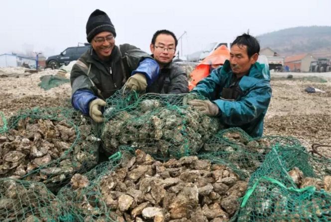 大吉大蛎今年送蚝礼正宗乳山牡蛎团购火爆中