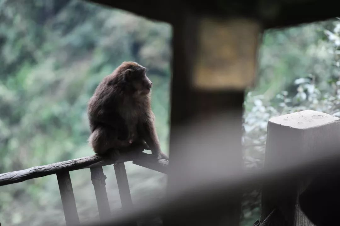 峨眉山猴 就喜欢你的鬼灵精怪_猴子