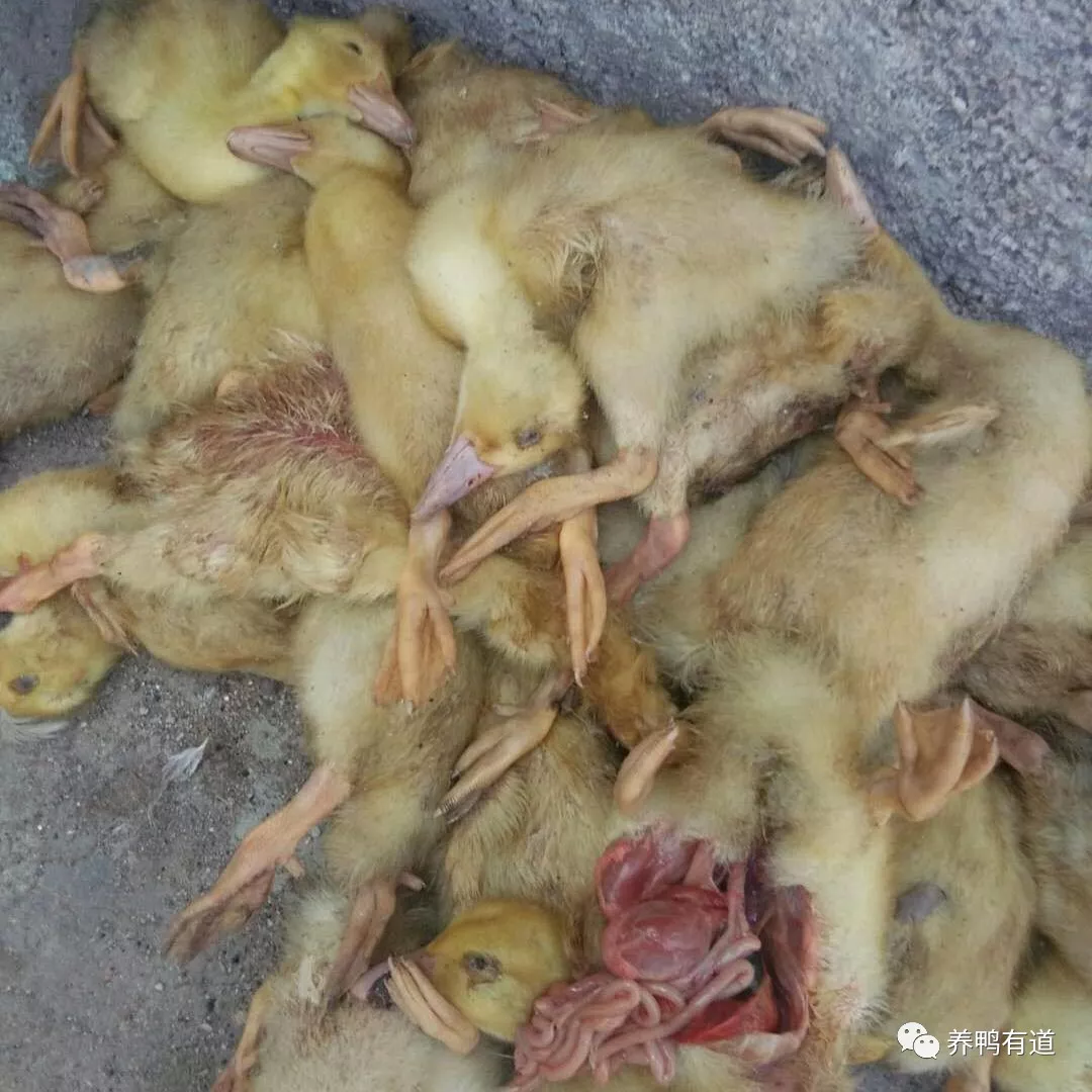 2,霉菌毒素导致的肉鸭脾坏死