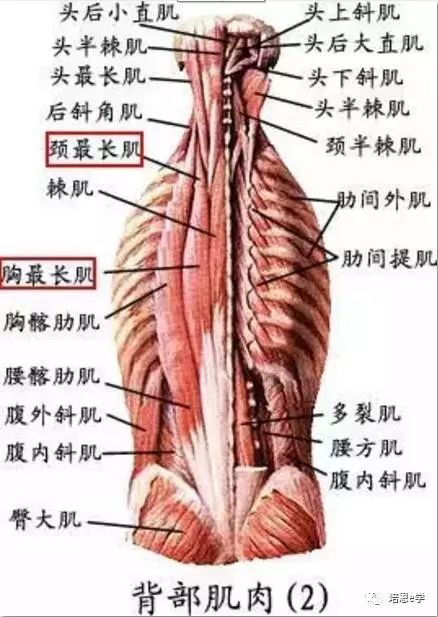 头半棘肌,颈半棘肌 颈半棘肌,起于上位胸椎横突,跨过4-6个椎骨止于
