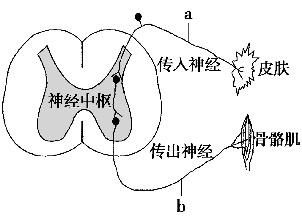 用简便的实验验证兴奋能在神经纤维上双向传导 , 而在反射弧中只能