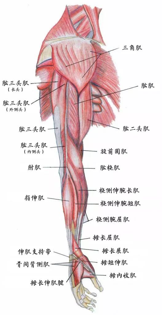 手臂肌肉包括肩部肌,臂肌,前臂肌和手肌等肌群. ①