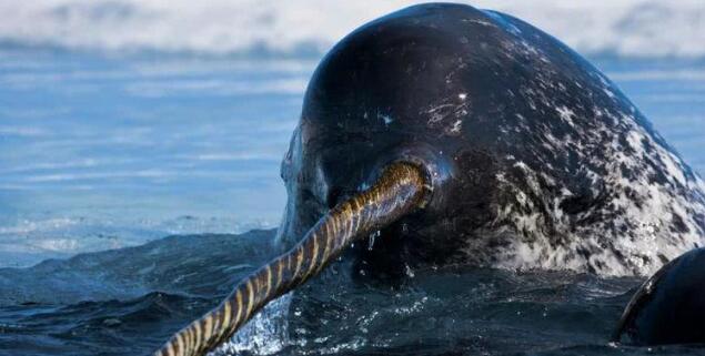 世界上的神秘动物海洋独角兽绝对第一次见