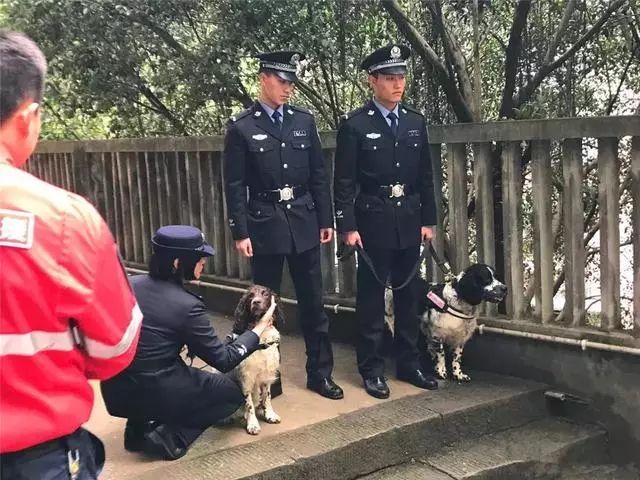 搜救犬救灾时身中剧毒，但它仍坚持完成了最后一次救援