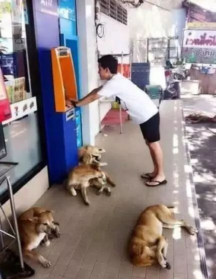 为了让更多人接受流浪狗，泰国政府想出了这样一个办法！