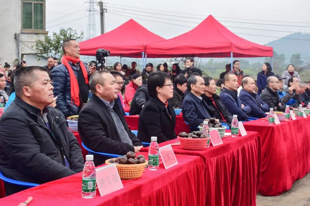 幸福是奋斗出来的马坝镇第三届龙岗马蹄品鉴会圆满举办