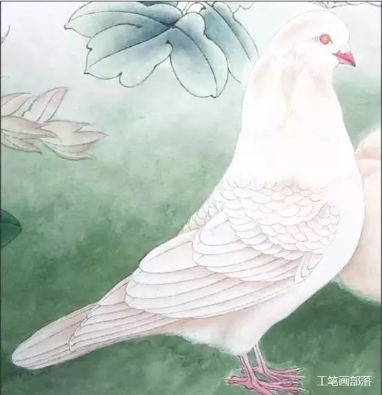 工笔花鸟之鸽子画法