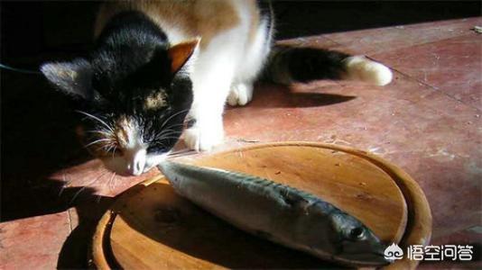 猫吃鱼为什么不会被鱼刺卡住嗓子？