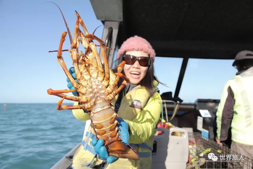 被日本人奉为极品的伊势龙虾,我们请当地的海女阿妈来