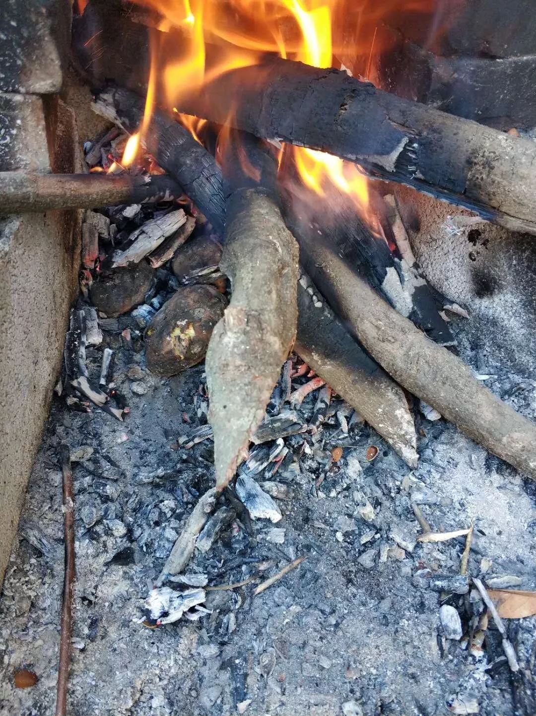 周末闲来无事,不如烧个烧洋芋吃吃!_柴火