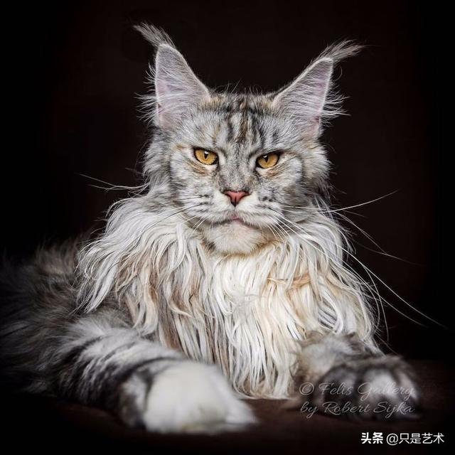 超帅气的缅因猫看一眼就难忘