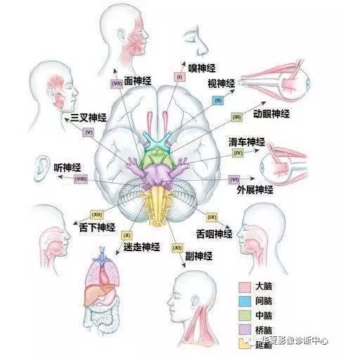 影像记忆口诀集绵【图文总结版(二)_眼球