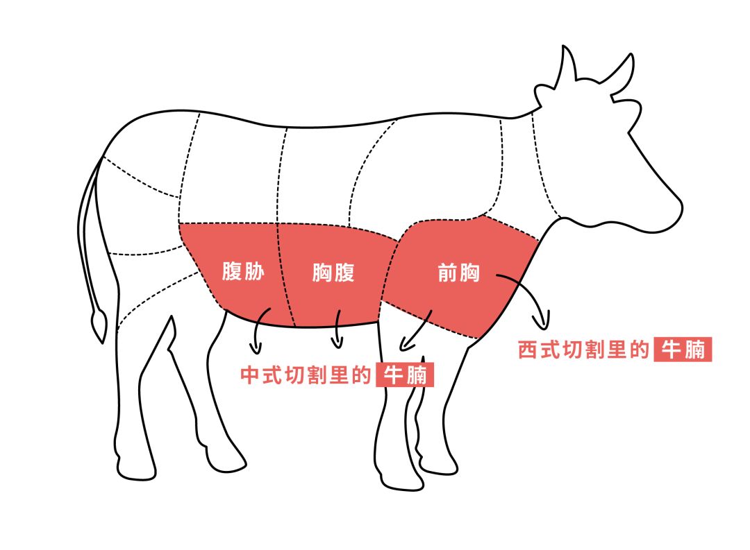 牛身体各部位介绍及烹饪方法推荐