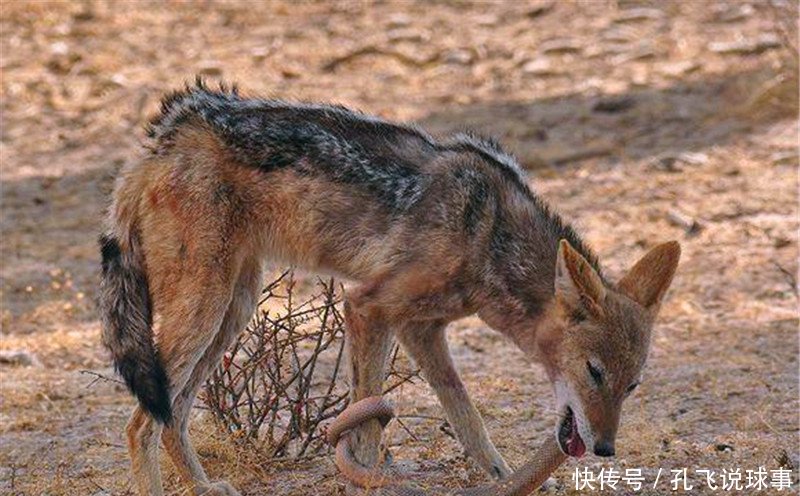 胡狼试图用脚去攻击蛇,不料蛇将胡狼的脚也给缠住了,竟然还咬住了胡狼