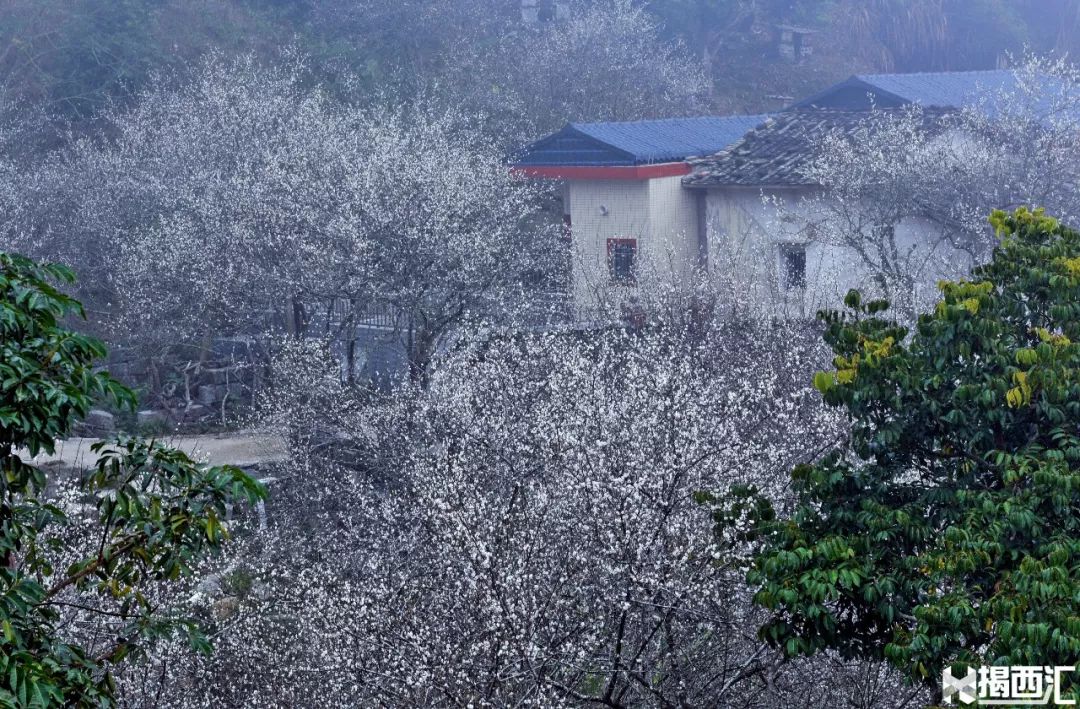 万梅绽放美丽坪上揭西第三届梅花节隆重开幕了