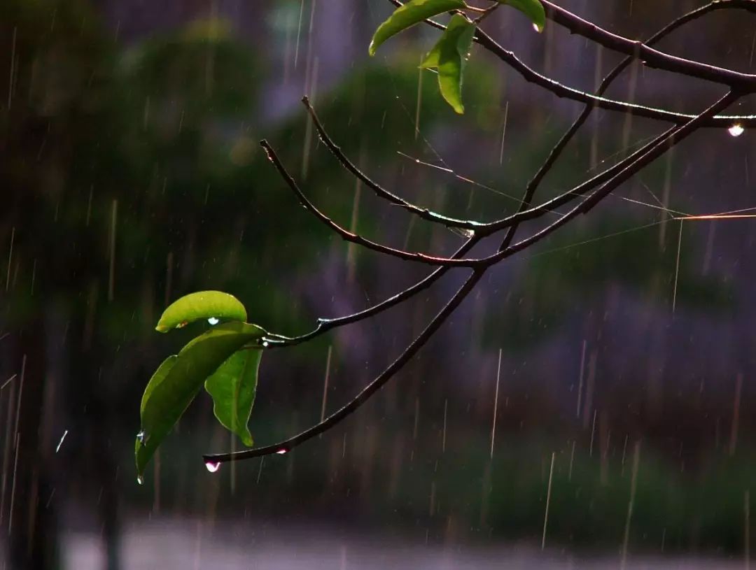 冬季里的小雨!(20190112)