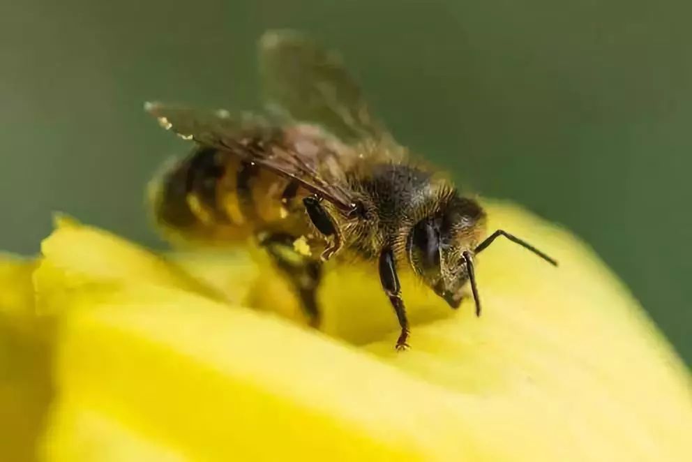 这种植物听到蜜蜂"嗡嗡"声时,竟能产生更甜的花蜜