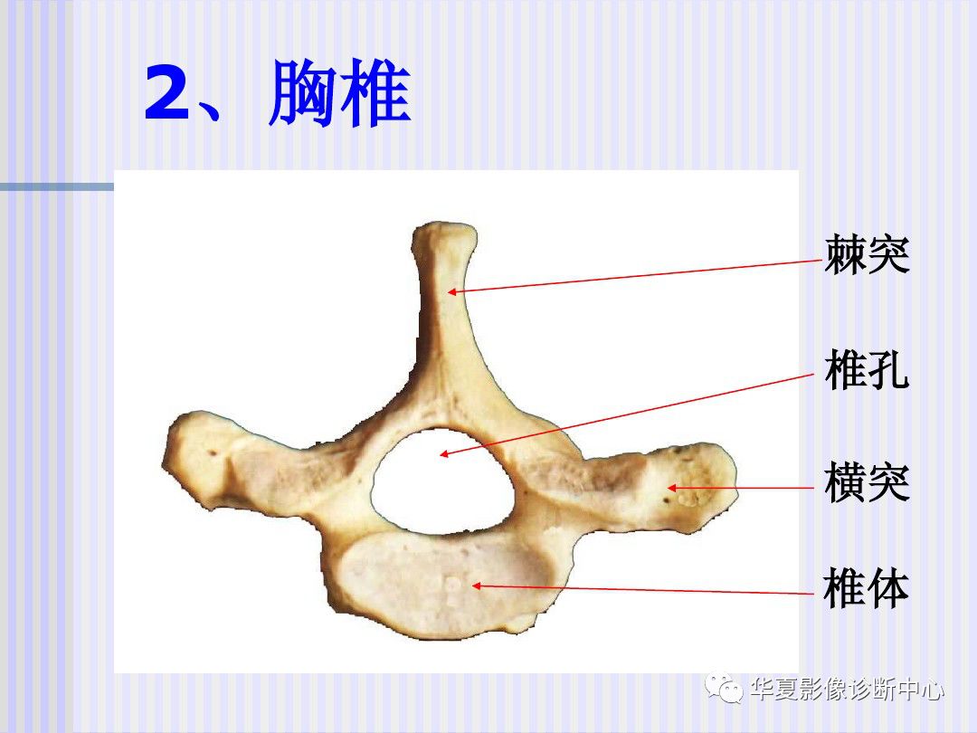 有长短,三长两短是全部最长韧带有三条,棘上前纵和后纵最短韧带有两条