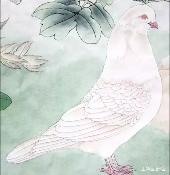 工笔花鸟之鸽子画法