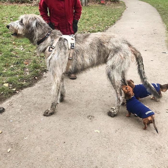 继续分享一些爱尔兰猎狼犬的照片小心被它们的体型给惊到