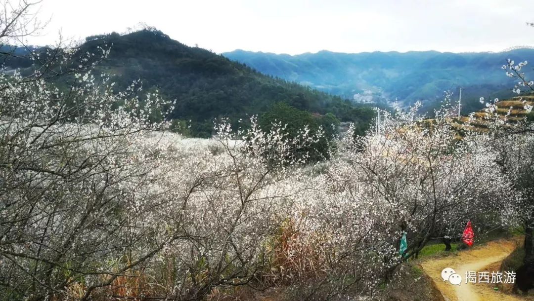 广东揭西第三届梅花节开幕啦 开启赏梅模式