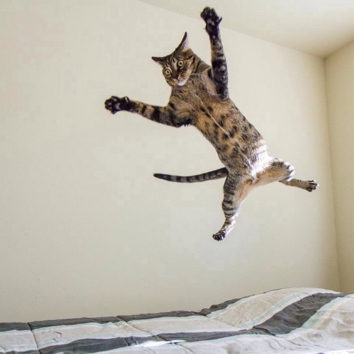 动物趣图,猫咪跳跃的瞬间被抓拍