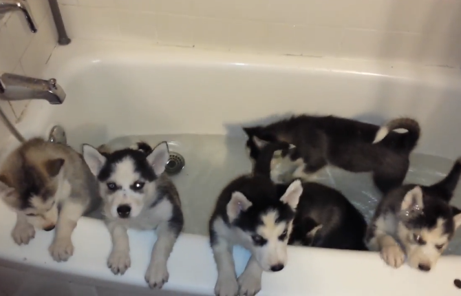 網友一口氣給6只奶狗洗澡，寵主：可以組建一支「拆遷隊」 萌寵 第1張
