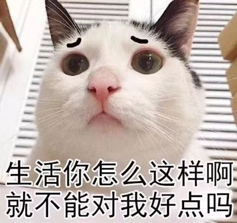 虽然生活不易,但生活依然要继续 不妨,累的时候来吸口猫吧!