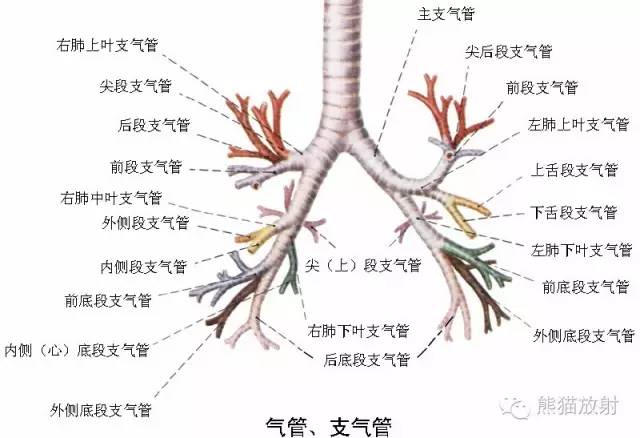 解剖丨支气管,肺段分布_舌叶