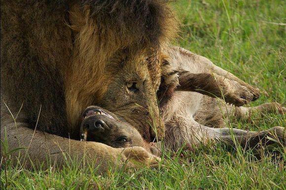 雄獅費力將鬣狗咬死，但是剛吃下一口卻扭頭就走了，什麼情況？ 萌寵 第2張