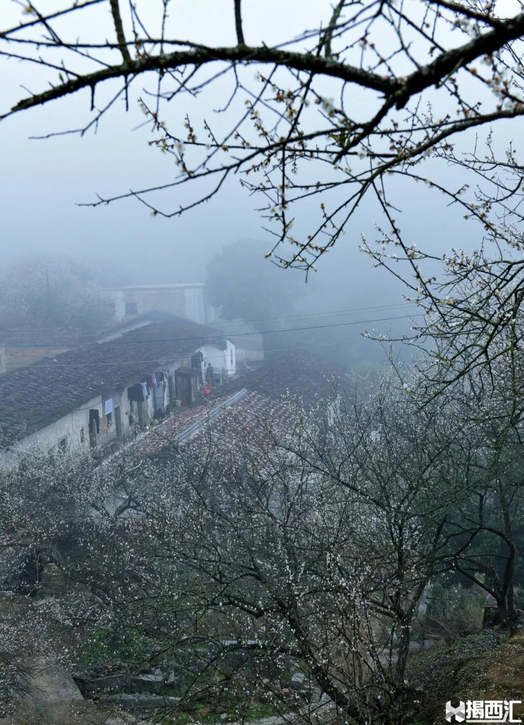 广东揭西第三届梅花节开幕啦开启赏梅模式