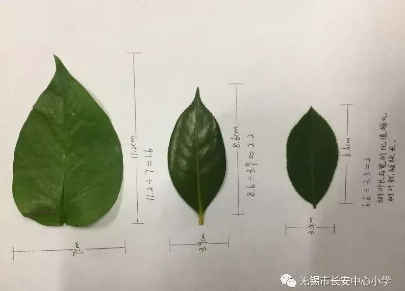 学生作业探究树叶中的比