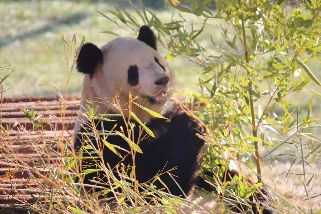 西安年·最中国 | 西安秦岭野生动物园春节攻略来啦!