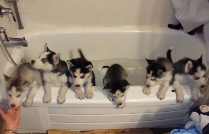 網友一口氣給6只奶狗洗澡，寵主：可以組建一支「拆遷隊」 萌寵 第3張