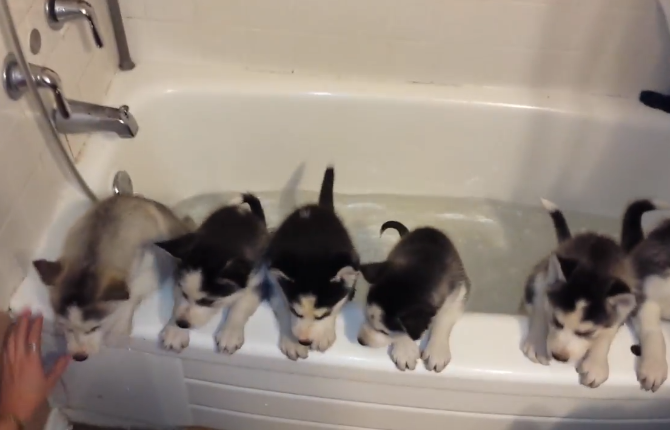 網友一口氣給6只奶狗洗澡，寵主：可以組建一支「拆遷隊」 萌寵 第2張