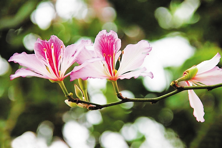 冬季花开异木棉