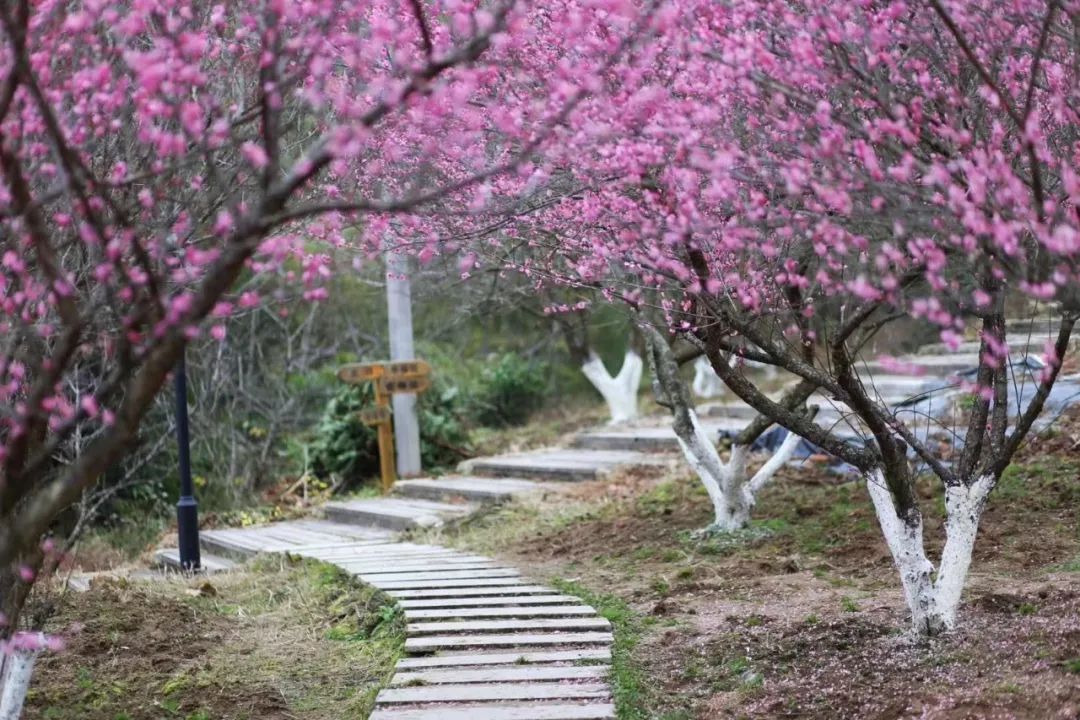 永嘉少妇与梅花共度一段芳华!_梅岙