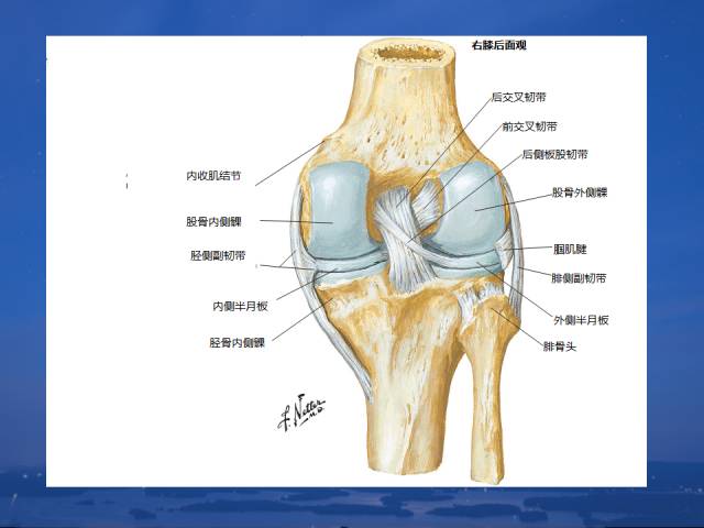 3d膝关节动态解剖视频