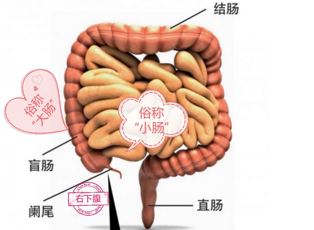 正常情况下阑尾位于右下腹,一般长约7厘米,直径约0.