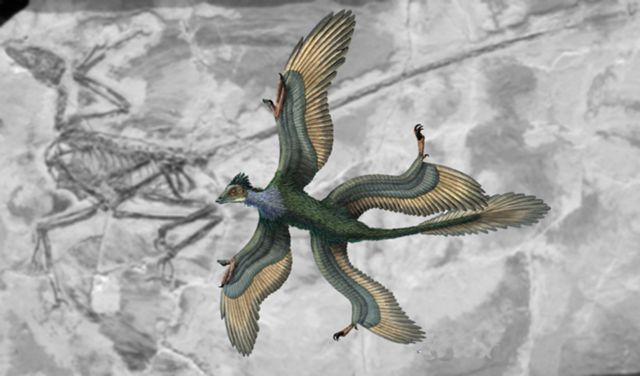 挑战同步演化假说 1 3亿年前化石揭示鸟类尾骨与扇状尾羽独立演化 始祖鸟