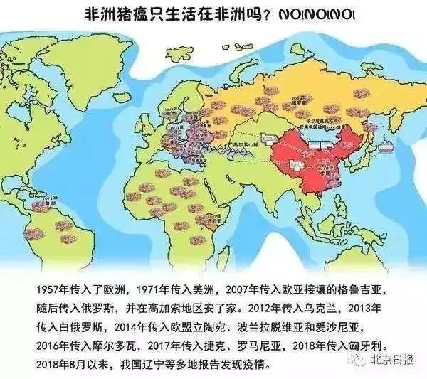 甘肃省庆城县发生非洲猪瘟疫情,这种病不传人!图片