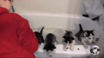 網友一口氣給6只奶狗洗澡，寵主：可以組建一支「拆遷隊」 萌寵 第6張